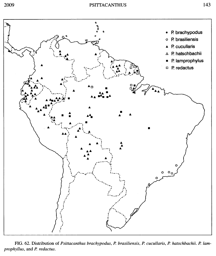 Brasile - Amazonia: Psittacanthus cucullaris (Loranthaceae)